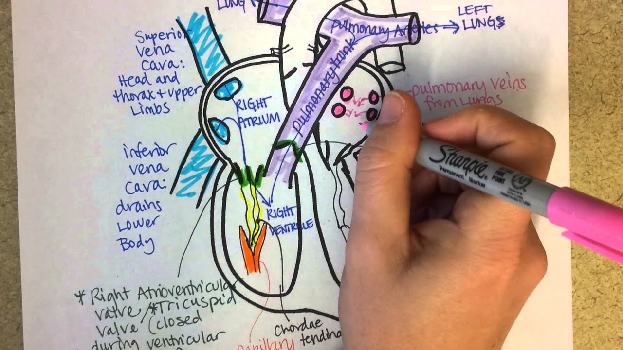 Heart Structure and Circulation